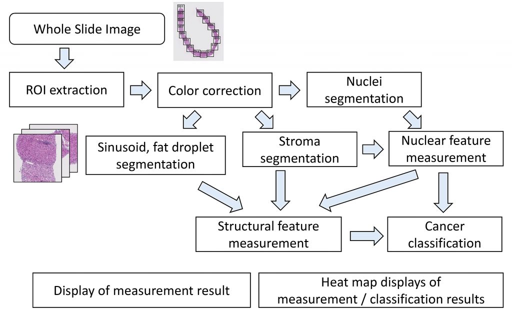 Automated analysis of whole slide image (WSI) – Yamaguchi / Takeyama Lab
